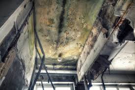 Best Biohazard Mold Removal  in Schler Park, IL